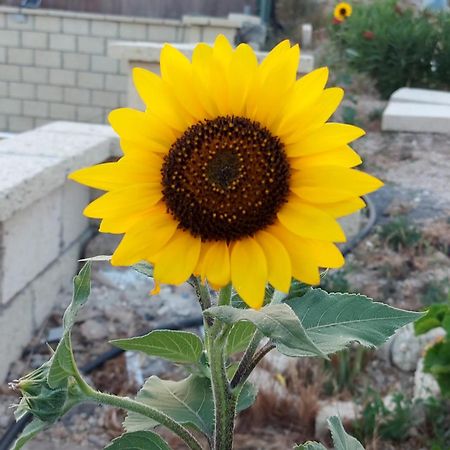Casa America Fasnia 외부 사진